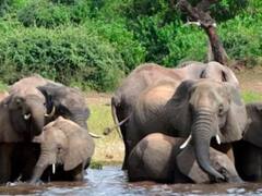 छत्तीसगढ़: सरगुजा और कोरिया में फसलों को नुकसान पहुंचा रहा हाथियों का दल, दहशत में रातभर जागते हैं ग्रामीण