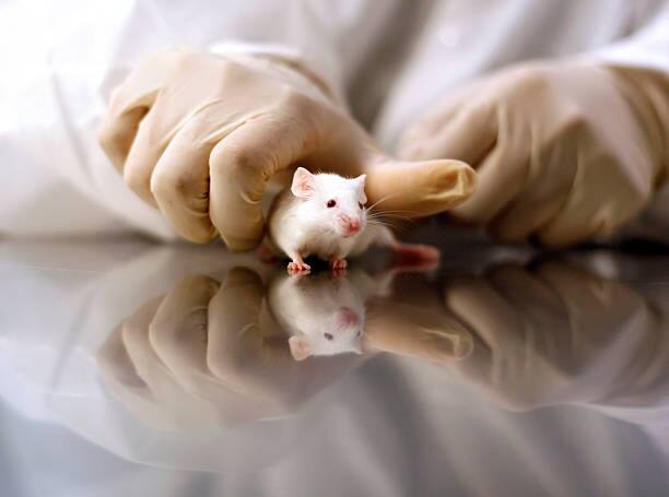 animal testing Every year 11 crore deaths are happening in America lab so that humans can get medicine Animal Testing : अमेरिकेत दरवर्षी 11 कोटी प्राण्यांचा बळी, औषध बनवण्यासाठी केल्या जातात चाचण्या