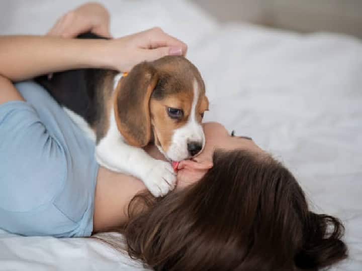Disease from pets Dogs Your pet can be the cause of liver and lung disease dog lovers need to pay attention Disease from pets Dogs: लिवर और फेफड़ों से संबंधित बीमारी का कारण हो सकता है आपका पालतू जानवर, डॉग लवर्स को ध्यान देने की जरूरत