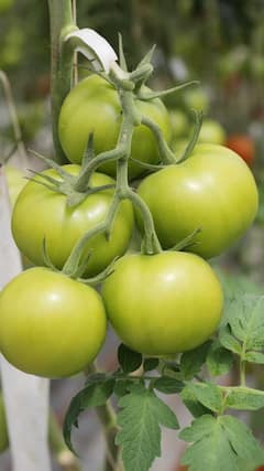 Green Tomato Benefits : लाल टोमॅटोप्रमाणेच हिरवे टोमॅटोही आरोग्यासाठी गुणकारी!