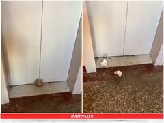 सोशल मीडिया पर वायरल हुई नारियल तोड़ने की नई तकनीक, यूजर्स हो गए हैरान