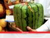 Square Watermelon: स्क्वायर शेप का ये तरबूज भी,उगता तो जमीन पर ही है....फिर क्यों आसमान पर है इसके भाव, जानें खासियत