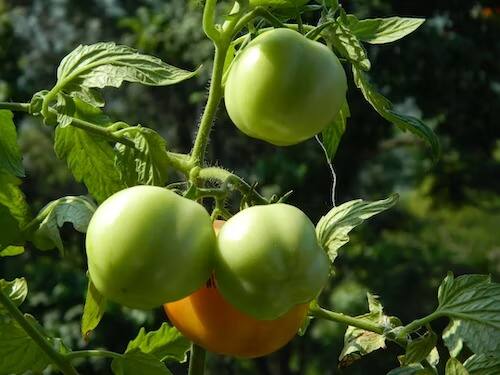 Green Tomato Benefits : ज्या प्रकारे लाल टोमॅटोमध्ये व्हिटॅमिन सी मुबलक प्रमाणात आढळते, त्याच प्रकारे हिरवे टोमॅटो देखील व्हिटॅमिन सी युक्त आहेत.