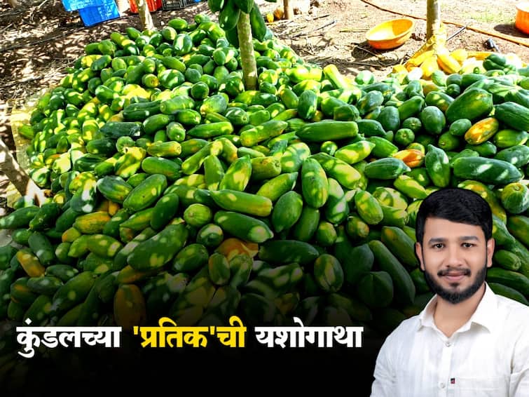 Agriculture News Maharashtra sangli 25 year old young farmer success story Maharashtra Agriculture News : 25 वर्षाच्या शेतकऱ्याची कमाल, सव्वा एकरात पपईतून 23 लाखांचं उत्पन्न, वाचा कुंडलच्या प्रतिकची यशोगाथा