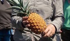Shocking News: ਇਹ ਹੈ ਦੁਨੀਆ ਦਾ ਸਭ ਤੋਂ ਮਹਿੰਗਾ ਅਨਾਨਾਸ, ਕੀਮਤ 1 ਲੱਖ ਰੁਪਏ, ਜਾਣੋ ਕੀ ਹੈ ਇਸਦੀ ਖਾਸੀਅਤ?