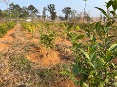 In Photos: सरगुजा के मैनपाट में पहली कोशिश हुई कामयाब, लहलहाए चाय के बागान, देखें तस्वीरें