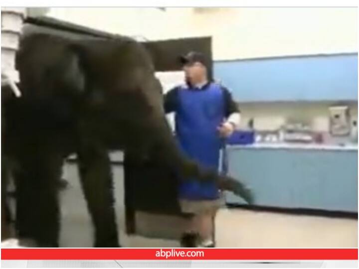 Elephant reached hospital to get X-ray Video goes viral Video: एक्स-रे करवाने अस्पताल पहुंचा हाथी, डॉक्टर के कहते ही जमीन पर लेट गया