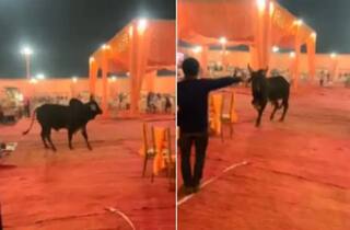 Viral Video: ਵਿਆਹ ਵਿੱਚ ਵੜਿਆ ਬਲਦ, ਗੇਟ 'ਤੇ ਖੜ੍ਹੇ ਪਹਿਰੇਦਾਰ ਤੋਂ ਲੈ ਕੇ ਬਾਰਾਤੀਆਂ ਤੱਕ ਸਾਰਿਆਂ ਨੂੰ ਦੌੜਾ ਦਿੱਤਾ