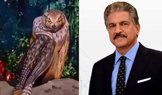 Shocking Video: ਇਹ ਜਾਨਵਰ ਹੈ ਜਾਂ ਇਨਸਾਨ? ਆਨੰਦ ਮਹਿੰਦਰਾ ਦੀ ਇਸ ਵੀਡੀਓ ਨੇ ਕੀਤਾ ਸਭ ਨੂੰ ਹੈਰਾਨ, ਦੇਖ ਕੇ ਹੋ ਜਾਓਗੇ ਹੈਰਾਨ