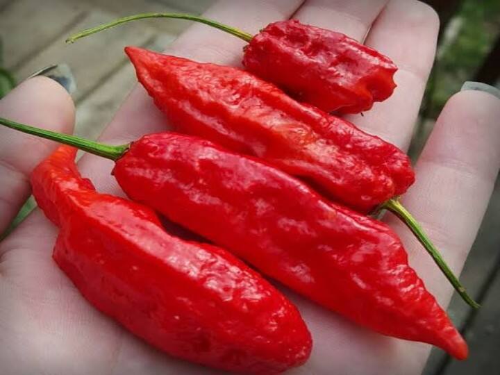 Five hottest chillies in India you must know about it Spicy Masala:  इस तीखी मिर्च को खाकर महसूस होती हैं हजारों सुइयों की चुभन, इस खबर में जानें भारत की 5 सबसे तीखी मिर्च के बारे में