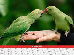 तो इस वजह से इंसान की आवाज की नकल कर पाता है तोता! वैज्ञानिकों के शोध ने किया खुलासा