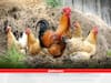 Poultry Farming: क्यों साल में एक बार अंडा नहीं देतीं मुर्गियां, क्या सच में मुर्गियों को दाना-पानी से भी होती है एलर्जी?