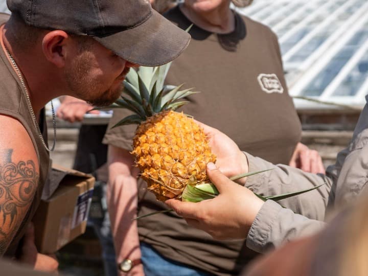 Heligan Pineapple: एक ऐसा अनानास जिसको उगाने में लगते हैं 1 लाख रुपये, फिर भी दुनिया का तीसरा महंगा फल Heligan Pineapple Most Expensive pineapple Fruit in The Lost Gardens of Heligan Heligan Pineapple: एक ऐसा अनानास जिसको उगाने में लगते हैं 1 लाख रुपये, फिर भी दुनिया का तीसरा महंगा फल