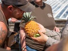 एक ऐसा अनानास जिसको उगाने में लगते हैं 1 लाख रुपये, फिर भी दुनिया का तीसरा महंगा फल 