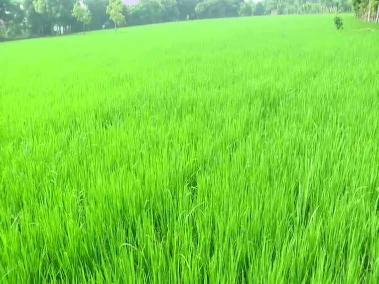 thiruvarur near nannilam areas urea problem TNN நன்னிலத்தில் கடந்த 21 நாட்களாக யூரியா தட்டுப்பாடு - விவசாயிகள் வேதனை