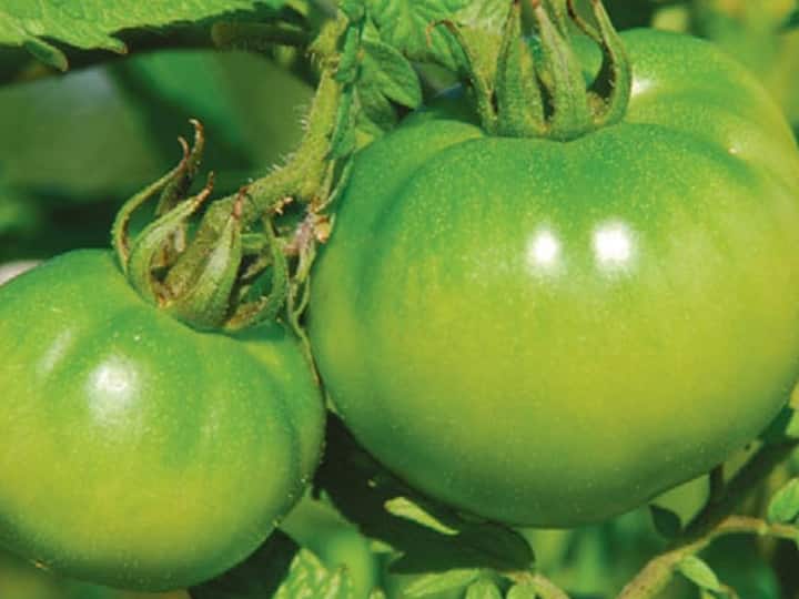 Many nutrients are found in green tomatoes, If you include them in your diet, you will not fall ill in winter. अकेले हरे टमाटर में पाए जाते हैं ये ढेरों पोषक तत्व..डाइट में कर लेंगे शामिल तो सर्दियों में नहीं पड़ेंगे बीमार