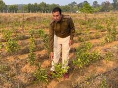 In Photos: सरगुजा के मैनपाट में पहली कोशिश हुई कामयाब, लहलहाए चाय के बागान, देखें तस्वीरें