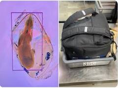 Airport Security Spots Dog In X-Ray Machine, Internet Is Furious At The owner