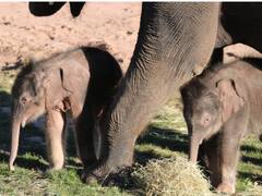 जशपुर: हाथी शावक की रीढ़ की हड्डी टूटी, दो पांव में लकवा, दया मृत्यु देने की मांग