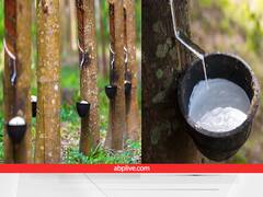 रबर का उत्पादन बढ़ाने के लिए सरकार ने बनाया ये प्लान, इन राज्यों के किसानों को मिलेगा खूब फायदा