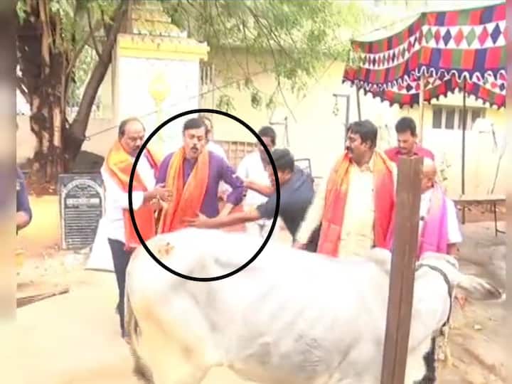 Guntur BJP MP GVL Narsimharao Cow kicked video goes viral GVL Cow kick : ఎంపీ జీవీఎల్ పై కాలు విసిరిన ఆవు, వీడియో వైరల్!