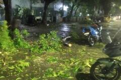 Cyclone Mandous : વાવાઝોડાથી વૃક્ષો પણ જડમૂળમાંથી ઉખડી ગયા, જુઓ તબાહીની તસવીરો