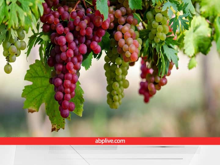 mixed farming of grapes Farmers can earn more profit Grapes Farming: लाखों रुपये का मुनाफा कमाना है, तो अंगूर की खेती में ये ट्रिक आजमा कर देखिए