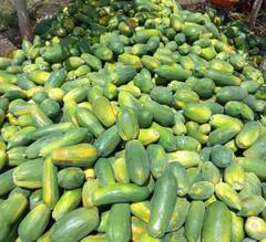 सव्वा एकरात पपईतून 23 लाखांचं उत्पन्न