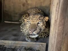 Leopard Rescued After Being Spotted Near School In Nashik