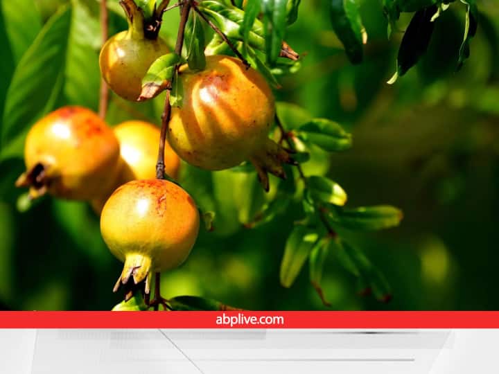 Pomegranate Phule Bhagwa Variety best for Commercial Cultivation Sell on 1000 rupees per kilogram Pomegranate Farming: मंडी में 1000 रुपये किलो बिक रहा ये अनार, एक पौधे से 25,000 रुपये की कमाई, इन इलाकों में कर सकते हैं खेती