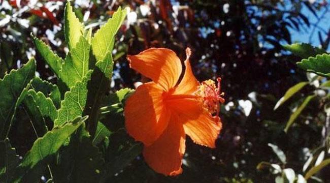 शू फ्लॉवर की प्रजाति वाला यह हिबिस्कस कोकियो फूल सिर्फ हवाई आइलैंड में ही मिलता है. 1950 में इसे विलुप्त घोषित कर दिया गया था. 5 या 6 साल पहले ही करीब 20 साल बाद कोकियो का एक पेड़ मिला था. लाल नारंगी से रंग के फूलों वाला ये पौधा एक आगजनी में खत्म हो जाता, लेकिन इसकी एक डाली बचा ली गई जिसे 23 अन्य पौधों में ग्राफ्ट कर दिया गया.