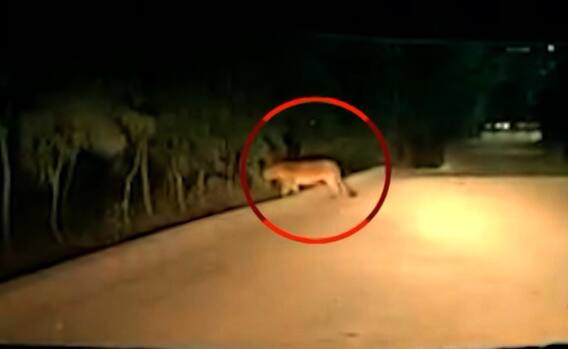 જંગલના રાજા સિંહ હવે પહોંચ્યા સમુદ્રકાંઠાના ગામ સુધી.. જોઈ લ્યો આ વીડિયોમાં સિંહની લટાર