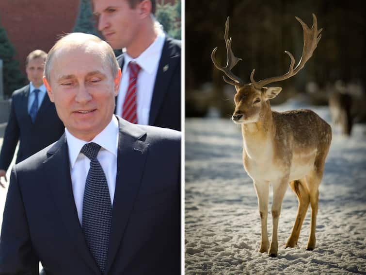 Vladimir Putin: People are talking about Putin's deer blood bath treatment Know details here జింక రక్తంతో స్నానం చేస్తున్న వ్లాదిమిర్‌ పుతిన్‌ ! వాకింగ్‌ స్టైల్‌ మారింది - అంతుచిక్కని వ్యాధే కారణమా ?