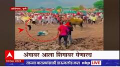 Pune : आंबेगावमध्ये अतिउत्साह तरुणाला नडला, बैलाच्या अंगावर आल्याने शिंगावर घेतले