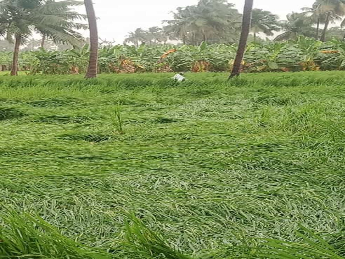 Cyclone Mandous:‌ திருவண்ணாமலையில் மாண்டஸ் புயல் ருத்ர தாண்டவம் -  விவசாயிகள் வேதனை