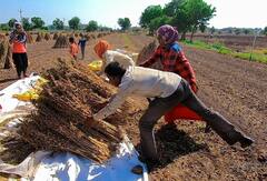 Sesame Farming: ગુજરાતમાં તલની ખેતી કરતાં ખેડૂતો માટે સારા સમાચાર, ભાવ જાણીને થઈ જશે ખુશ
