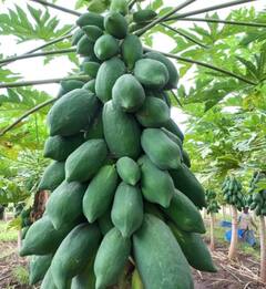 सव्वा एकरात पपईतून 23 लाखांचं उत्पन्न