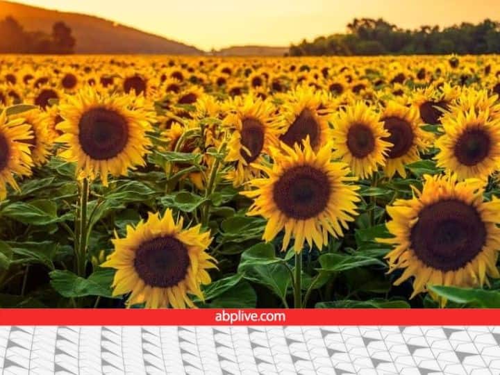 हमेशा सूरज की तरफ क्यों रहता है सूरजमुखी का फूल? आखिर इसे पता कैसे चलता है कि सूरज किधर है Facts about sunflower why sunflower follow the direction of sun हमेशा सूरज की तरफ क्यों रहता है सूरजमुखी का फूल? आखिर इसे पता कैसे चलता है कि सूरज किधर है