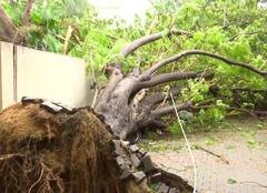 Cyclone Mandous : વાવાઝોડાથી વૃક્ષો પણ જડમૂળમાંથી ઉખડી ગયા, જુઓ તબાહીની તસવીરો