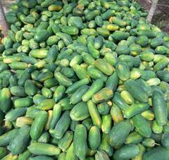 सव्वा एकरात पपईतून 23 लाखांचं उत्पन्न