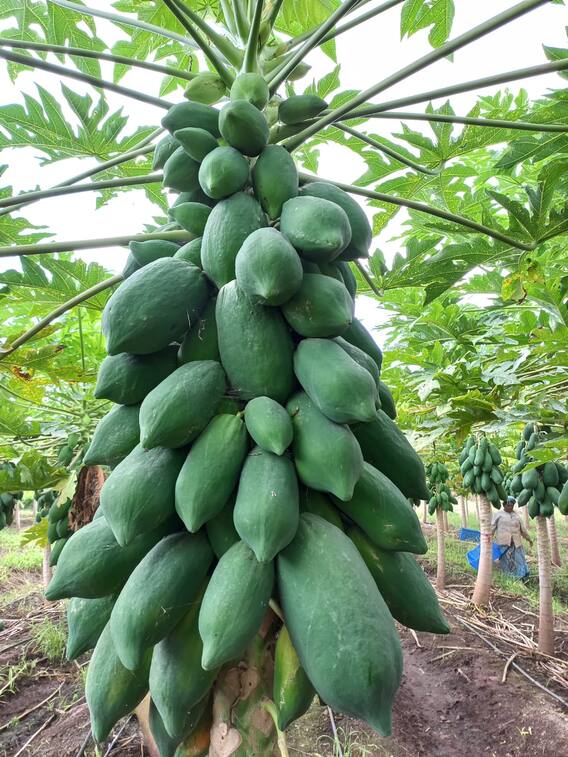 सव्वा एकरात पपईतून 23 लाखांचं उत्पन्न