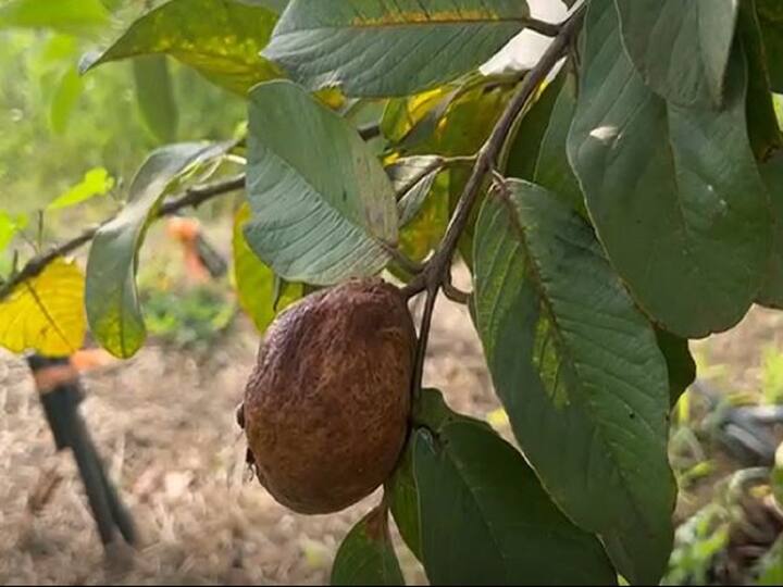 cold weather Effect on Guava Crop large reduction in production in Nanded Agriculture News : कडाक्याच्या थंडीचा 'पेरु'वर परिणाम, रोगांचा प्रादुर्भाव झाल्यानं उत्पादनात घट, शेतकरी अडचणीत