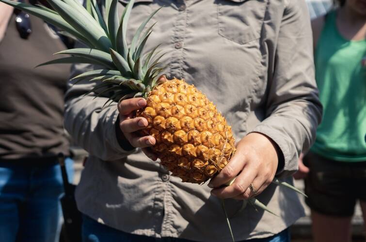 Heligan Pineapple: A pineapple that costs Rs 1 lakh to grow, yet the third most expensive fruit in the world Heligan Pineapple: એક અનાનસ જેને ઉગાડવાનો ખર્ચ એક લાખ રૂપિયા થાય છે, તેમ છતાં વિશ્વનું ત્રીજું સૌથી મોંઘું ફળ