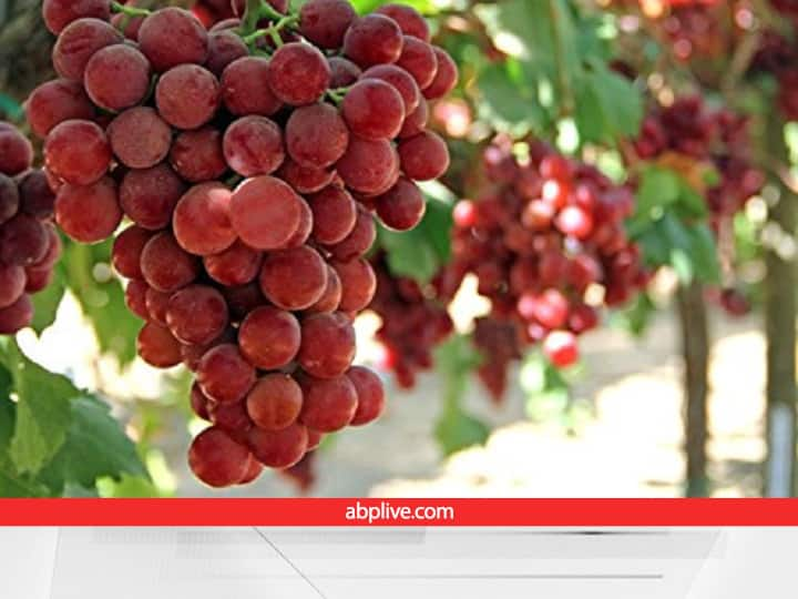 disease of grapes Scientist develops stuner fungicide to eradicate downy mildew Grapes Production: अंगूर की खेती करने वाले किसानों के लिए अच्छी खबर... आ गई है ऐसी दवा, जिससे नहीं लगेगा कोई कीड़ा