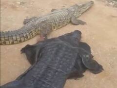 Will The Real Croc Please Stand Up? Man In Crocodile Costume Teases Reptile, Internet Shocked: WATCH