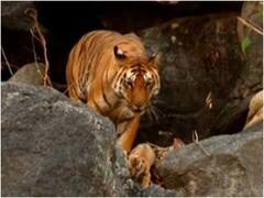 मध्य प्रदेश टाइगर रिजवर्व में 2022 में 32 बाघों की गई जान, मौत के पीछे हैं चौंकाने वाली वजहें