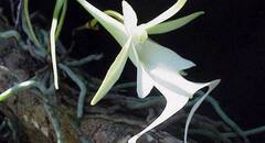 दुनिया के कुछ ऐसे फूल जिनके बारे में जानकर आप हैरान हो सकते हैं! पढ़िए इनके बारे में