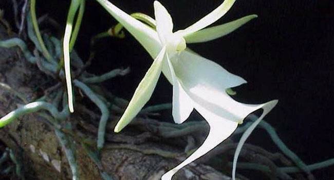 क्यूबा और फ्लोरिडा के जंगलों में डेंड्रोफिलैक्स लिंडेनी नाम का एक फूल पाया जाता है. इसको भूतहा ऑर्किड का नाम भी दिया गया है. इस फूल को लगभग 25 साल पहले ही विलुप्त घोषित कर दिया गया था. इसमें पत्तियां नहीं पाई जाती हैं. इसकी जड़ें फोटोसिंथेसिस करके फूलों का पोषण करती हैं. इस फूल का पॉलीनेशन सिर्फ जायंट स्फिंक्स नाम की एक तितली ही कर सकती है.