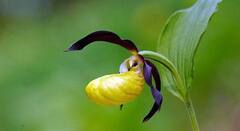 दुनिया के कुछ ऐसे फूल जिनके बारे में जानकर आप हैरान हो सकते हैं! पढ़िए इनके बारे में