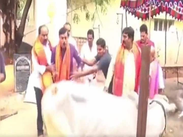 BJP MP G V L Narasimha Rao narrowly escapes after cow tries to attack him viral video Watch Video: பா.ஜ.க. எம்.பி.யை எட்டி உதைத்த பசுமாடு..! என்னதான் நடந்தது...? வைரலாகும் வீடியோ...
